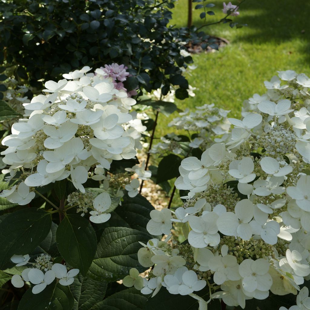 Rispenhortensie Bombshell - Hydrangea paniculata