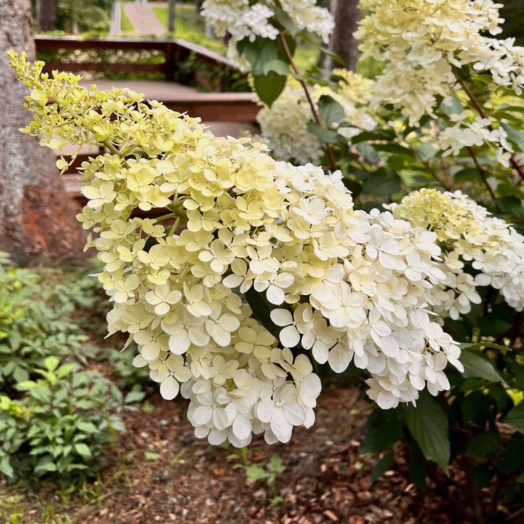 Rispenhortensie Candlelight - Hydrangea paniculata