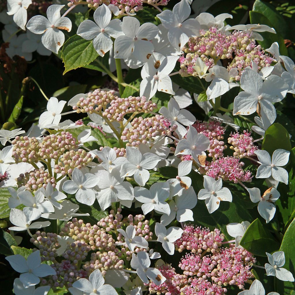 Rispenhortensie Confetti - Hydrangea paniculata