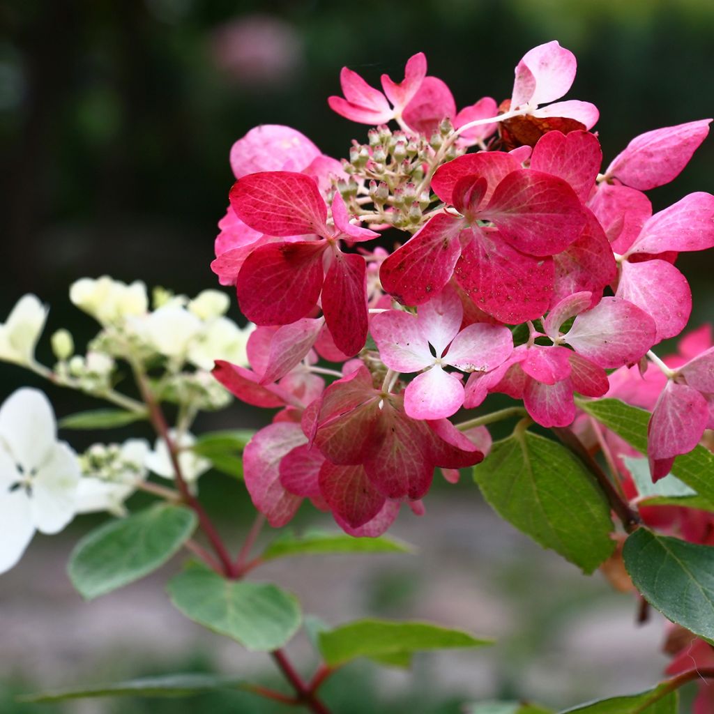 Rispenhortensie Diamant Rouge - Hydrangea paniculata