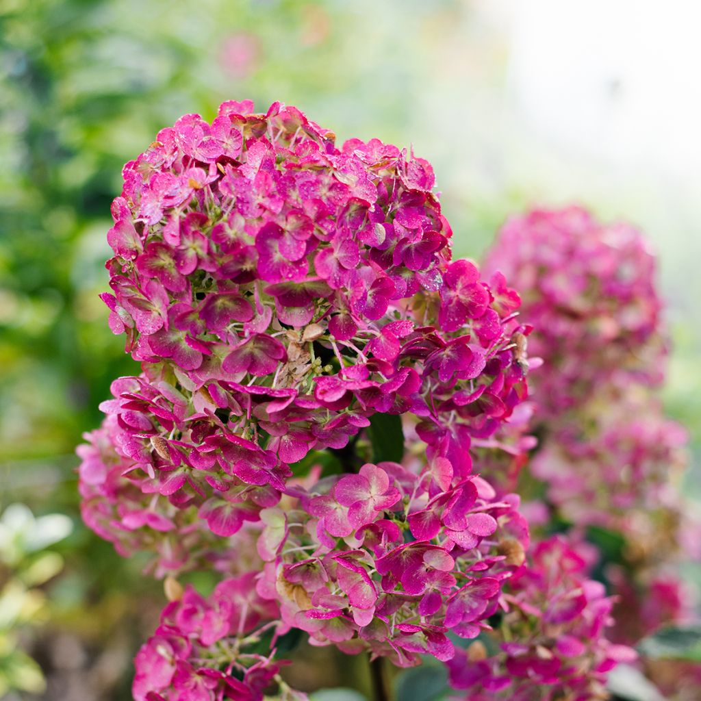 Rispenhortensie Framboisine - Hydrangea paniculata
