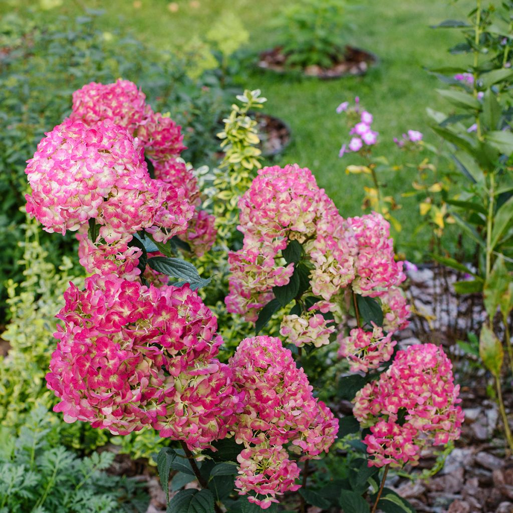 Rispenhortensie Framboisine - Hydrangea paniculata