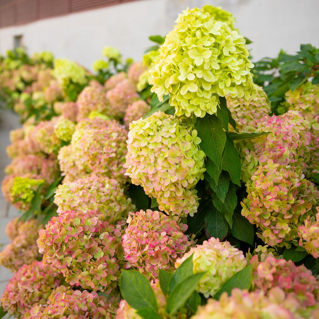 Rispenhortensie Graffiti - Hydrangea paniculata