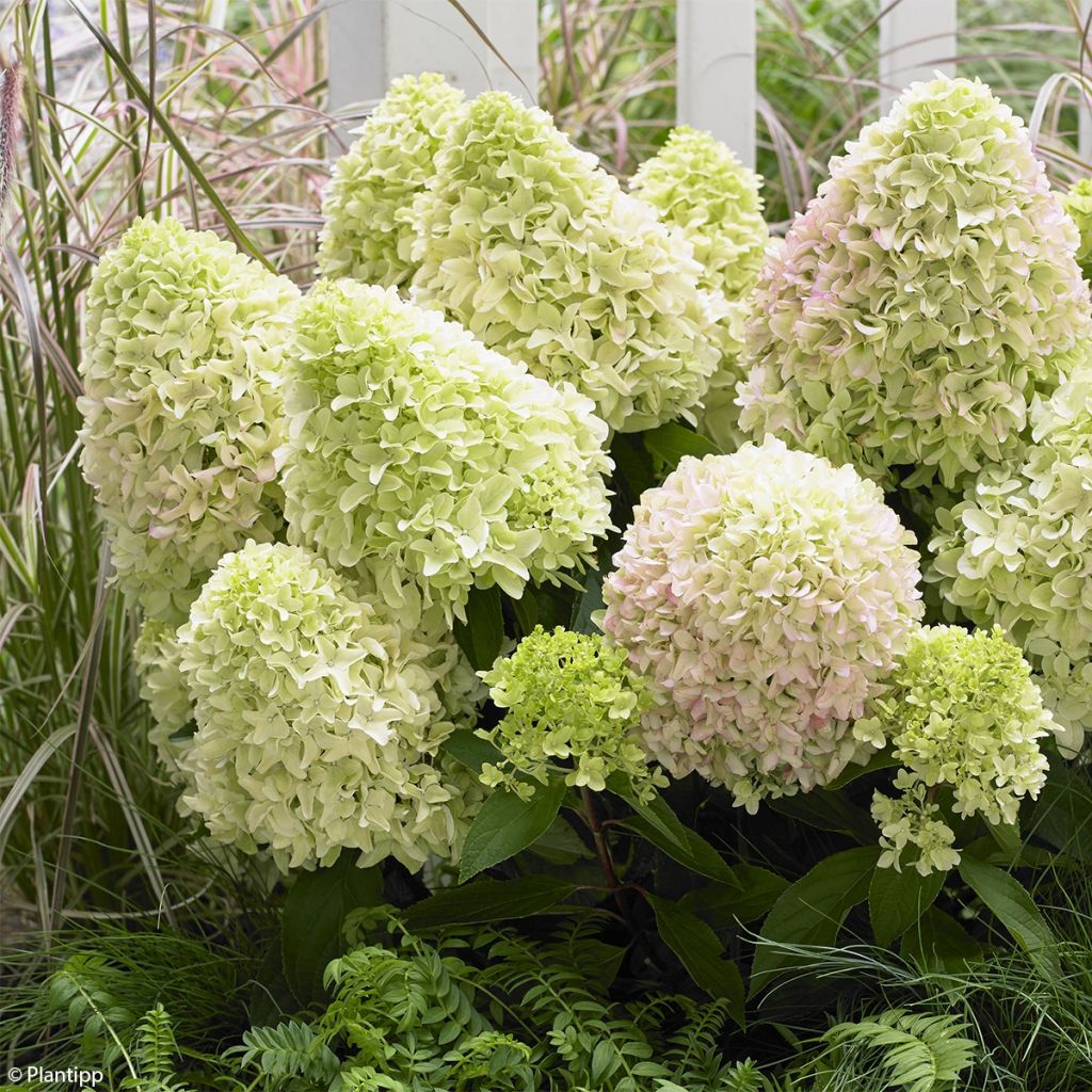 Rispenhortensie Little Fraise - Hydrangea paniculata