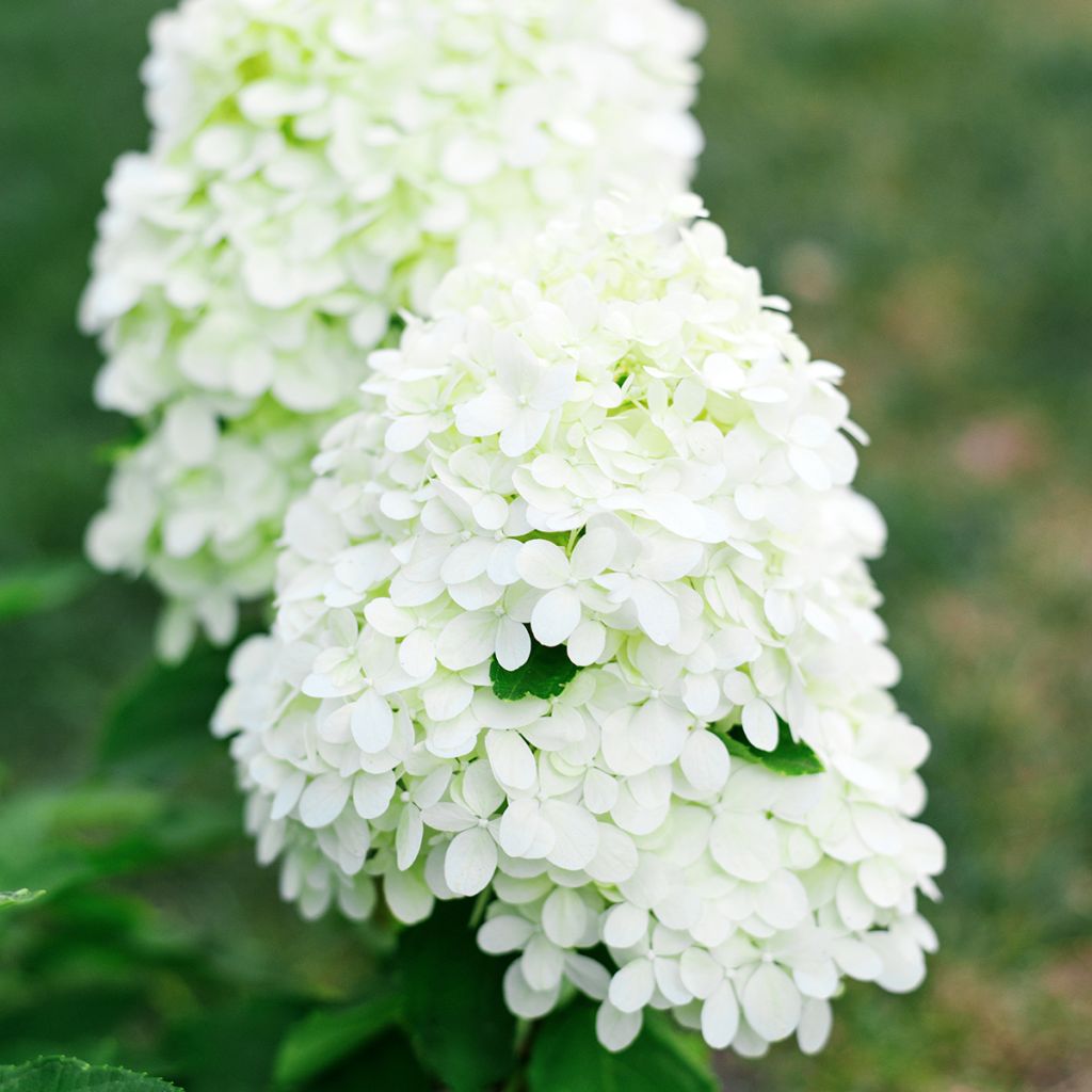 Rispenhortensie Little Spooky - Hydrangea paniculata