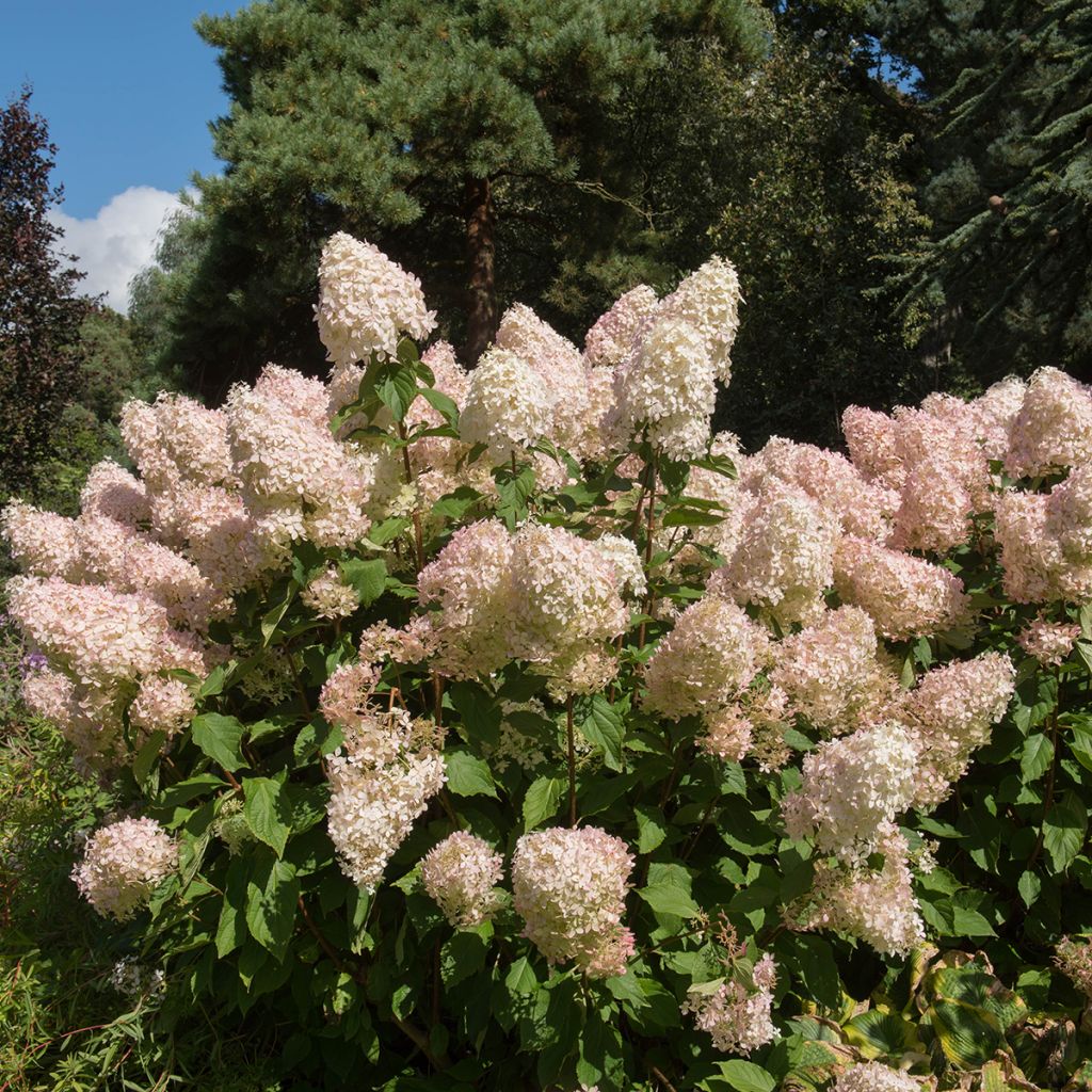 Rispenhortensie Phantom - Hydrangea paniculata