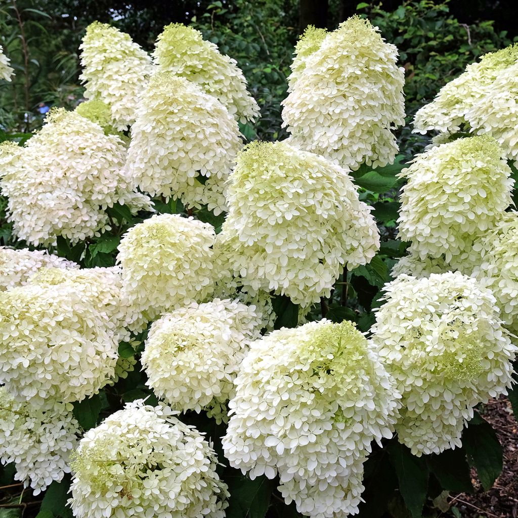 Rispenhortensie Phantom - Hydrangea paniculata