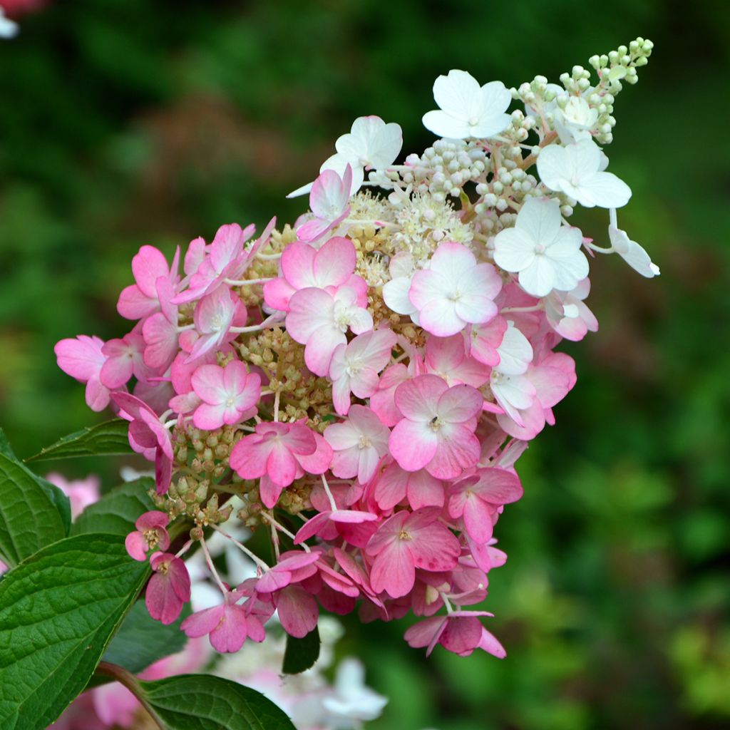 Rispenhortensie Pinky Winky - Hydrangea paniculata