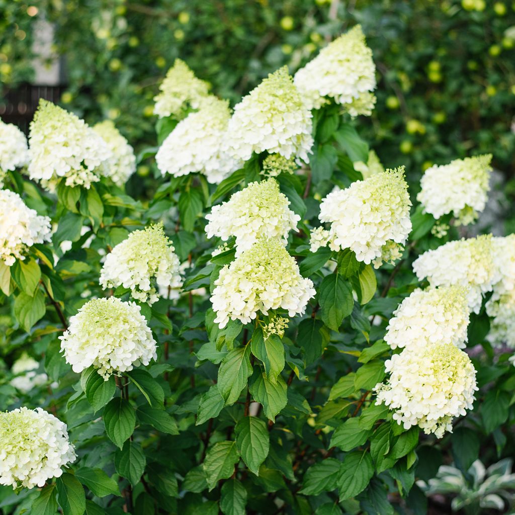 Rispenhortensie Polar Bear - Hydrangea paniculata