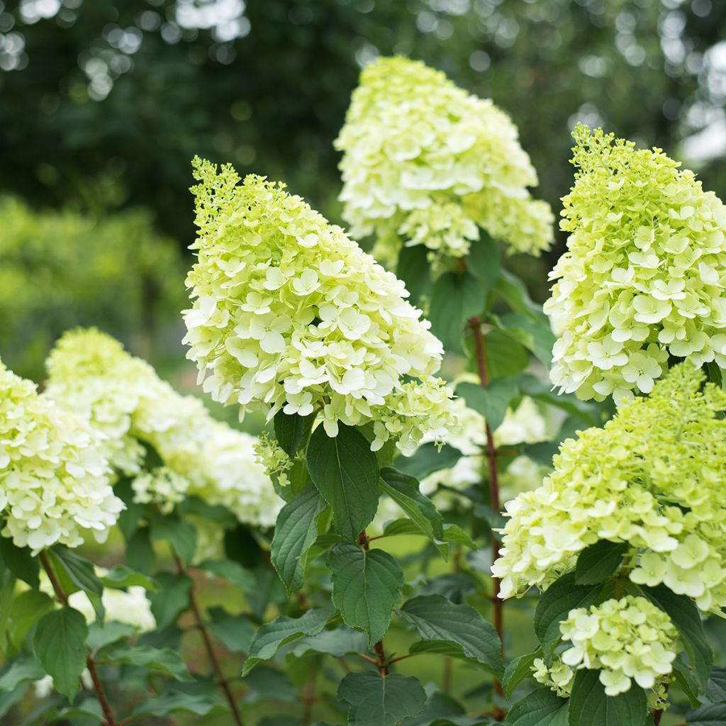 Rispenhortensie Polar Bear - Hydrangea paniculata