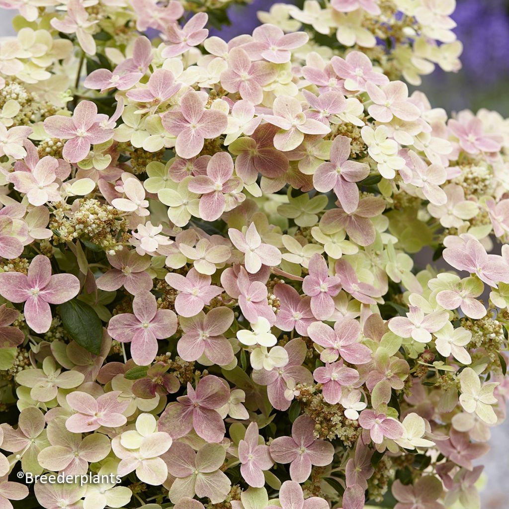 Rispenhortensie Switch Ophelia - Hydrangea paniculata
