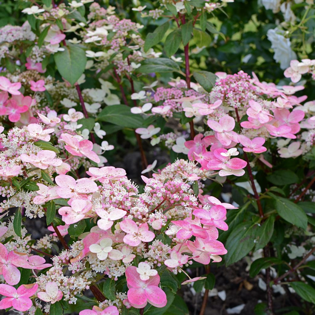 Hydrangea paniculata Prim’Red - Hortensia paniculé