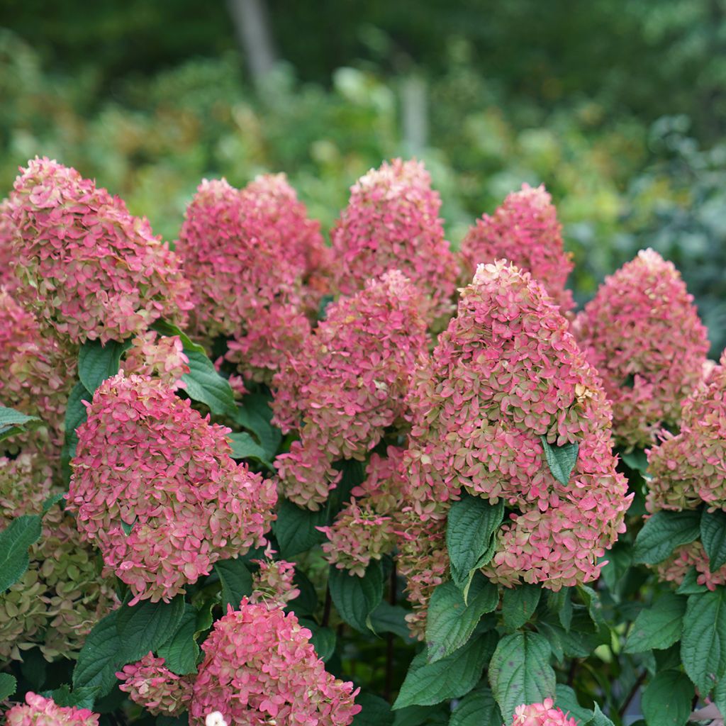 Rispenhortensie Quick Fire Fab - Hydrangea paniculata