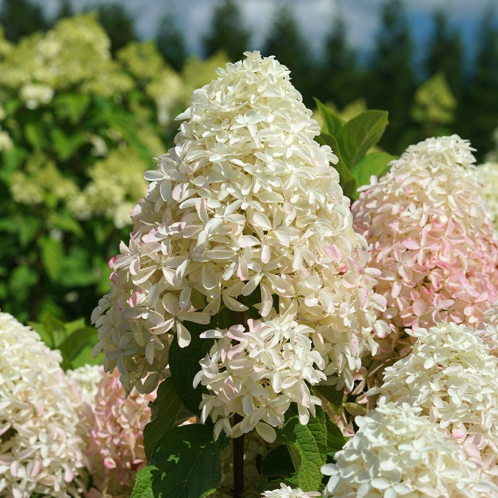 Rispenhortensie Quick Fire Fab - Hydrangea paniculata