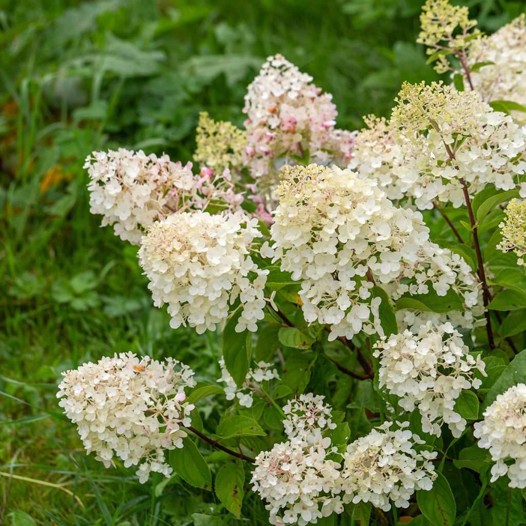 Rispenhortensie Silver Dollar - Hydrangea paniculata