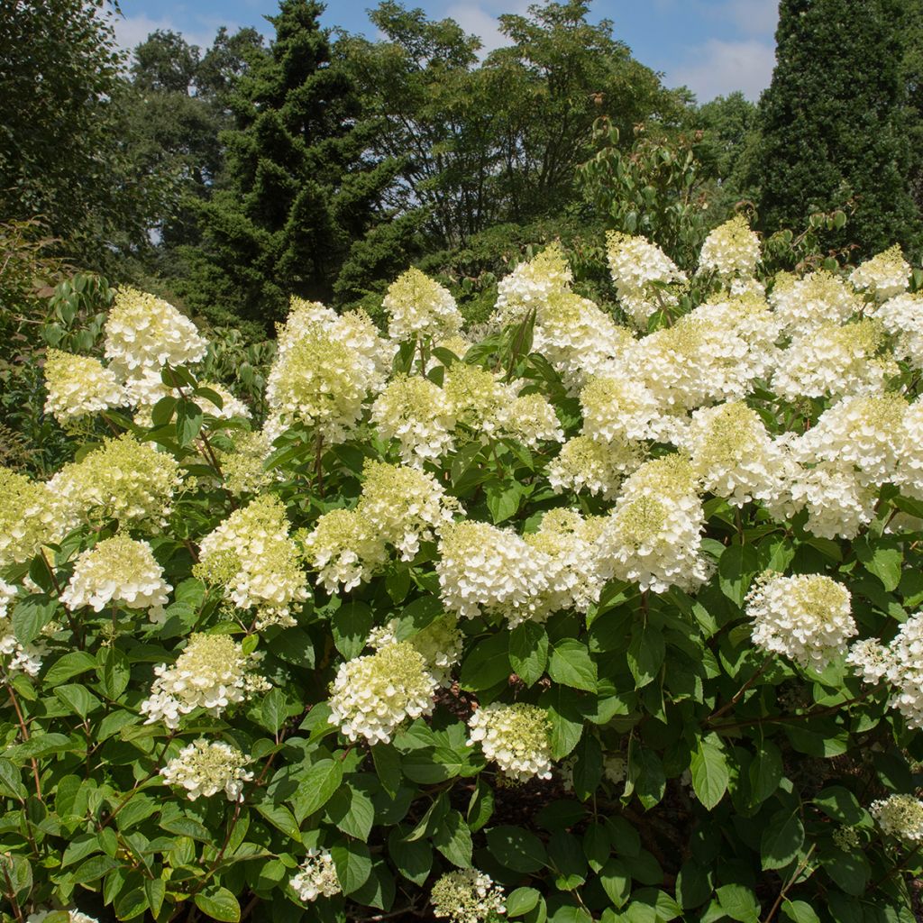 Rispenhortensie Silver Dollar - Hydrangea paniculata