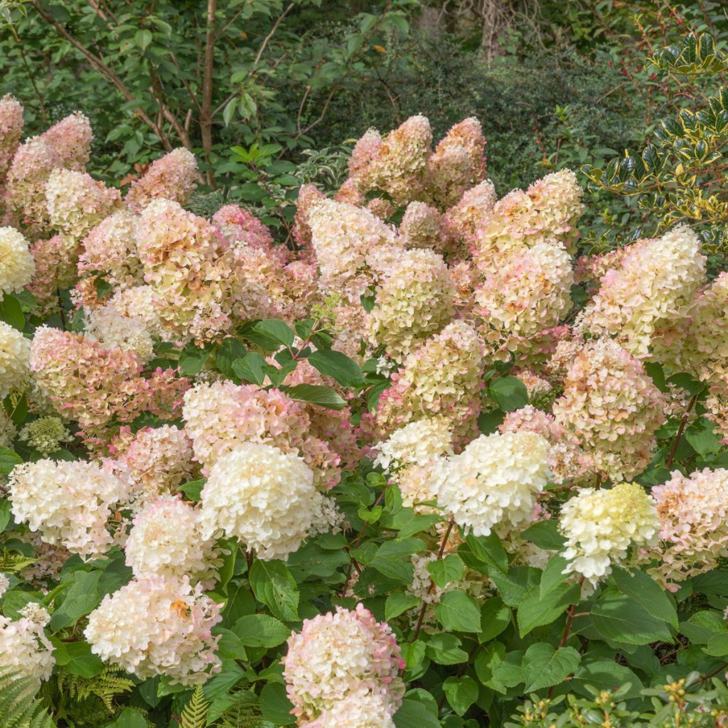 Rispenhortensie Silver Dollar - Hydrangea paniculata