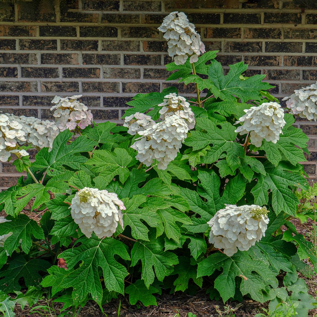 Eichenblatt-Hortensie Alice - Hydrangea quercifolia