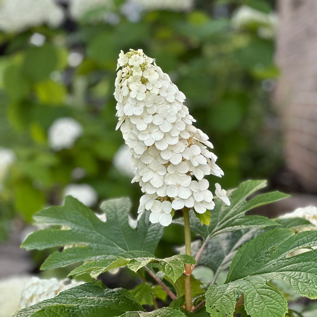 Eichenblatt-Hortensie Alice - Hydrangea quercifolia