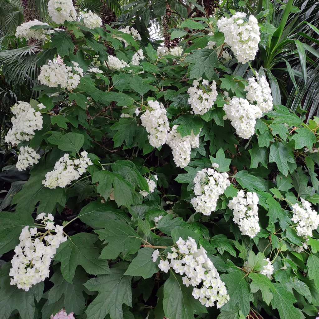 Eichenblatt-Hortensie Alice - Hydrangea quercifolia