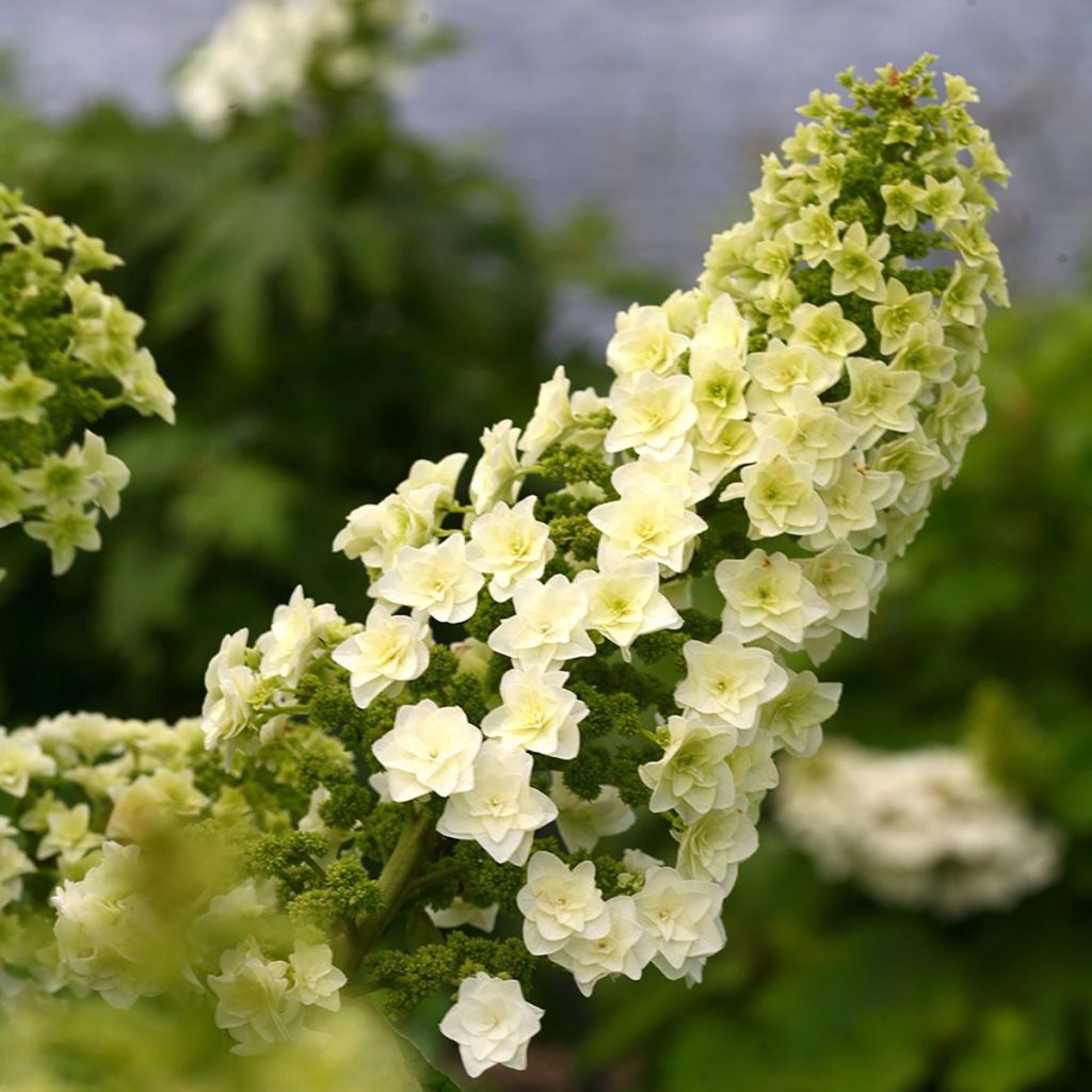 Eichenblatt-Hortensie Gatsby Star - Hydrangea quercifolia