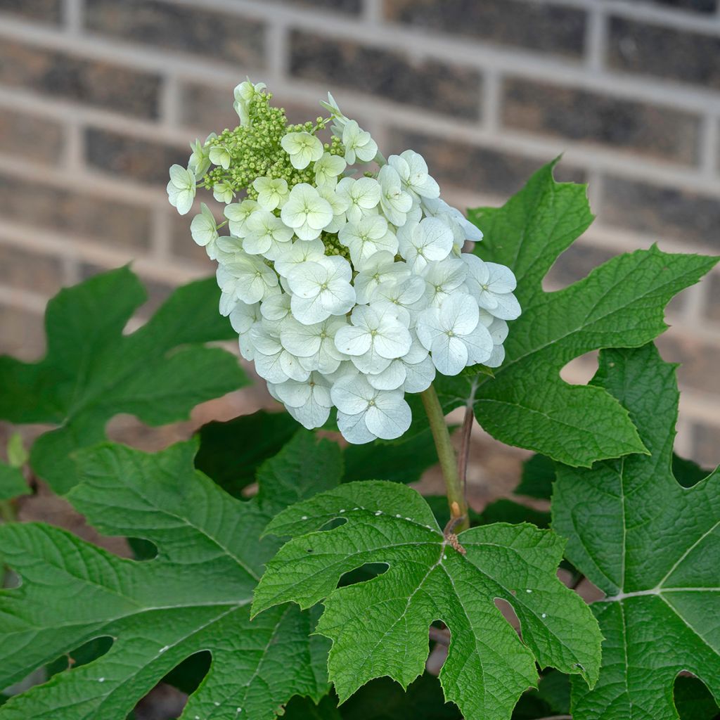 Eichenblatt-Hortensie Jetstream - Hydrangea quercifolia