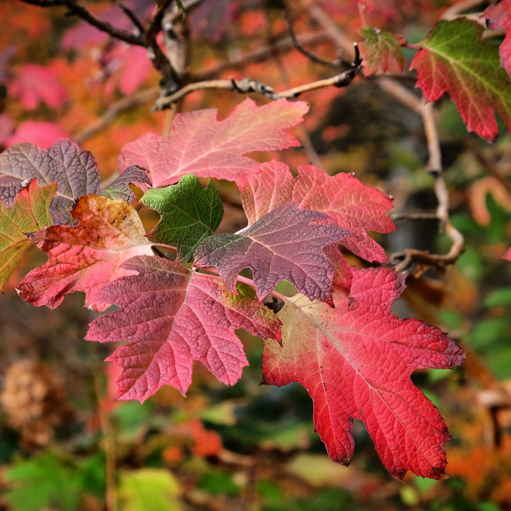 Eichenblatt-Hortensie Snow Queen - Hydrangea quercifolia