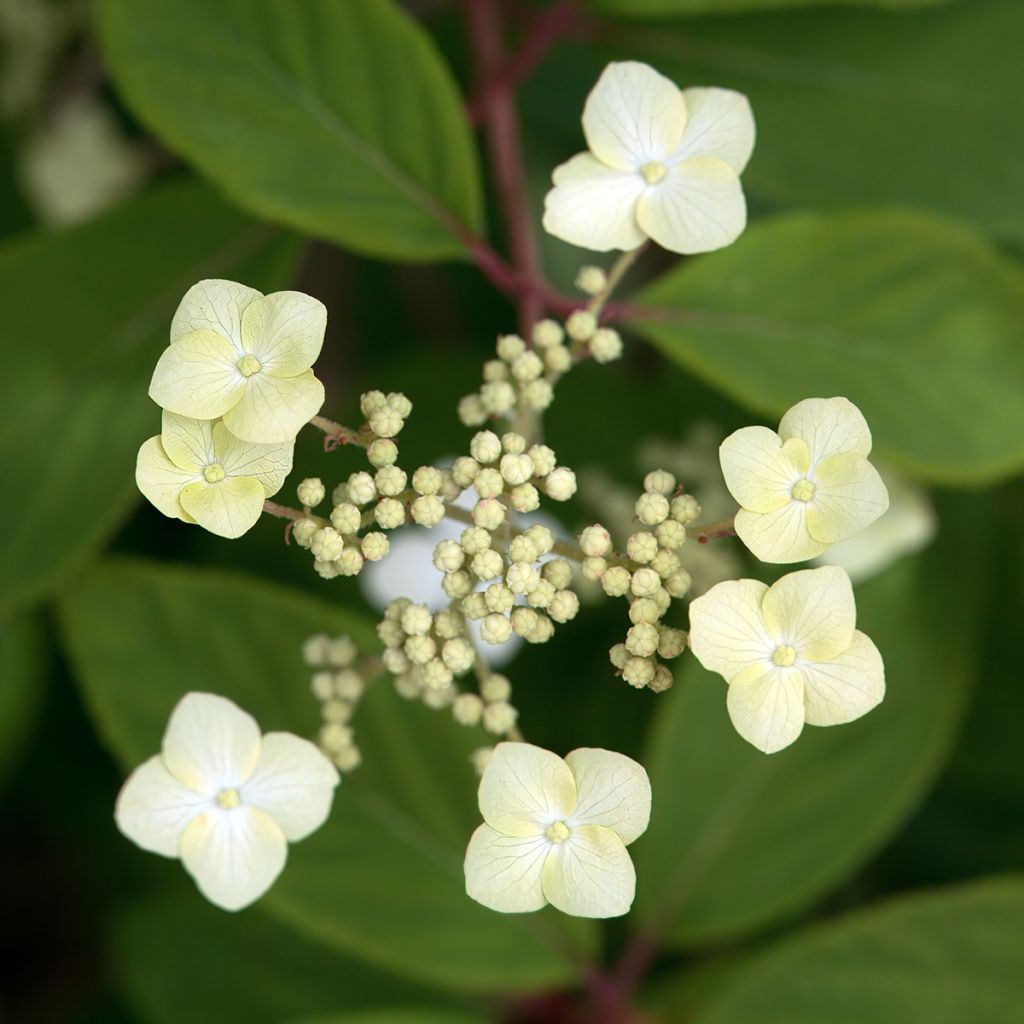 Eichenblatt-Hortensie Snow Queen - Hydrangea quercifolia