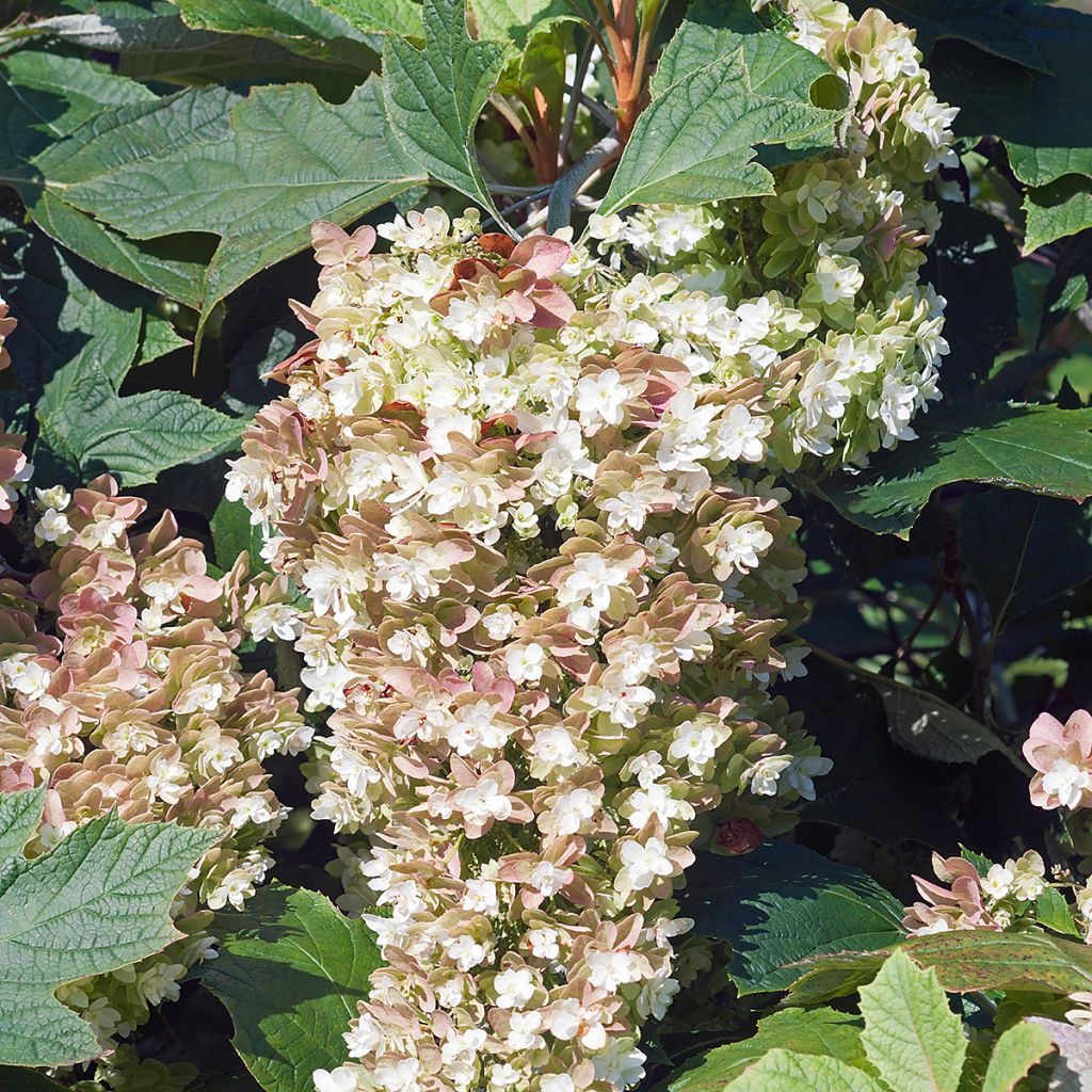 Eichenblatt-Hortensie Snowflake - Hydrangea quercifolia