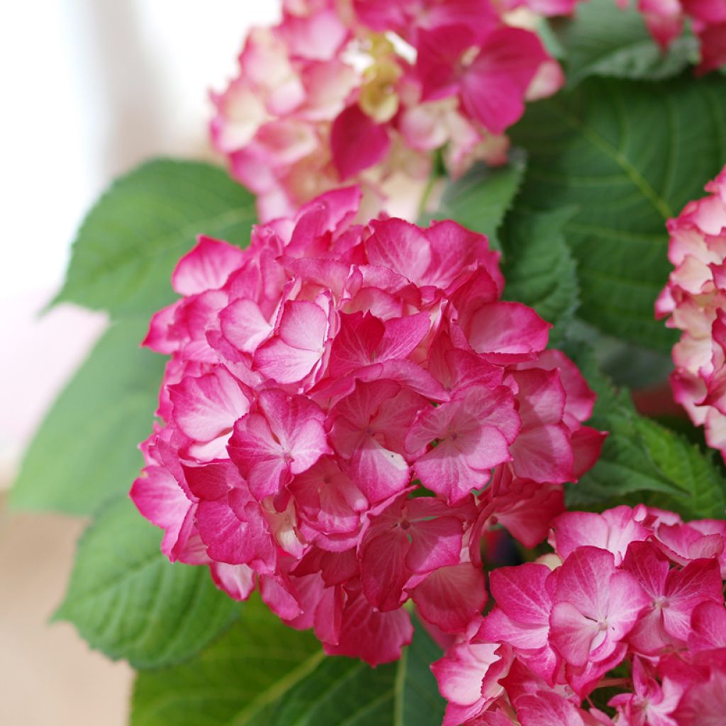 Hydrangea macrophylla Dutch Ladies Selma - Bauernhortensie