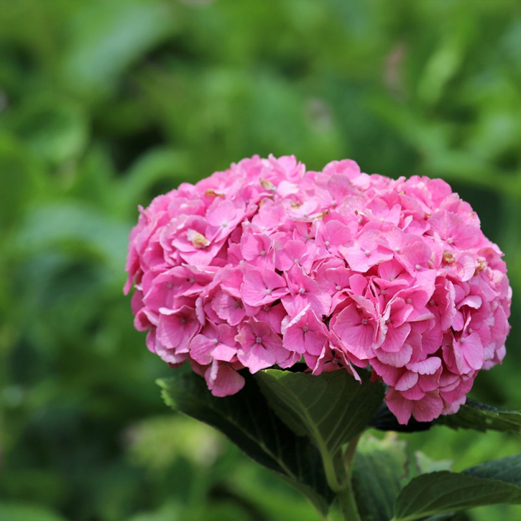 Hydrangea macrophylla Dutch Ladies Selma - Bauernhortensie