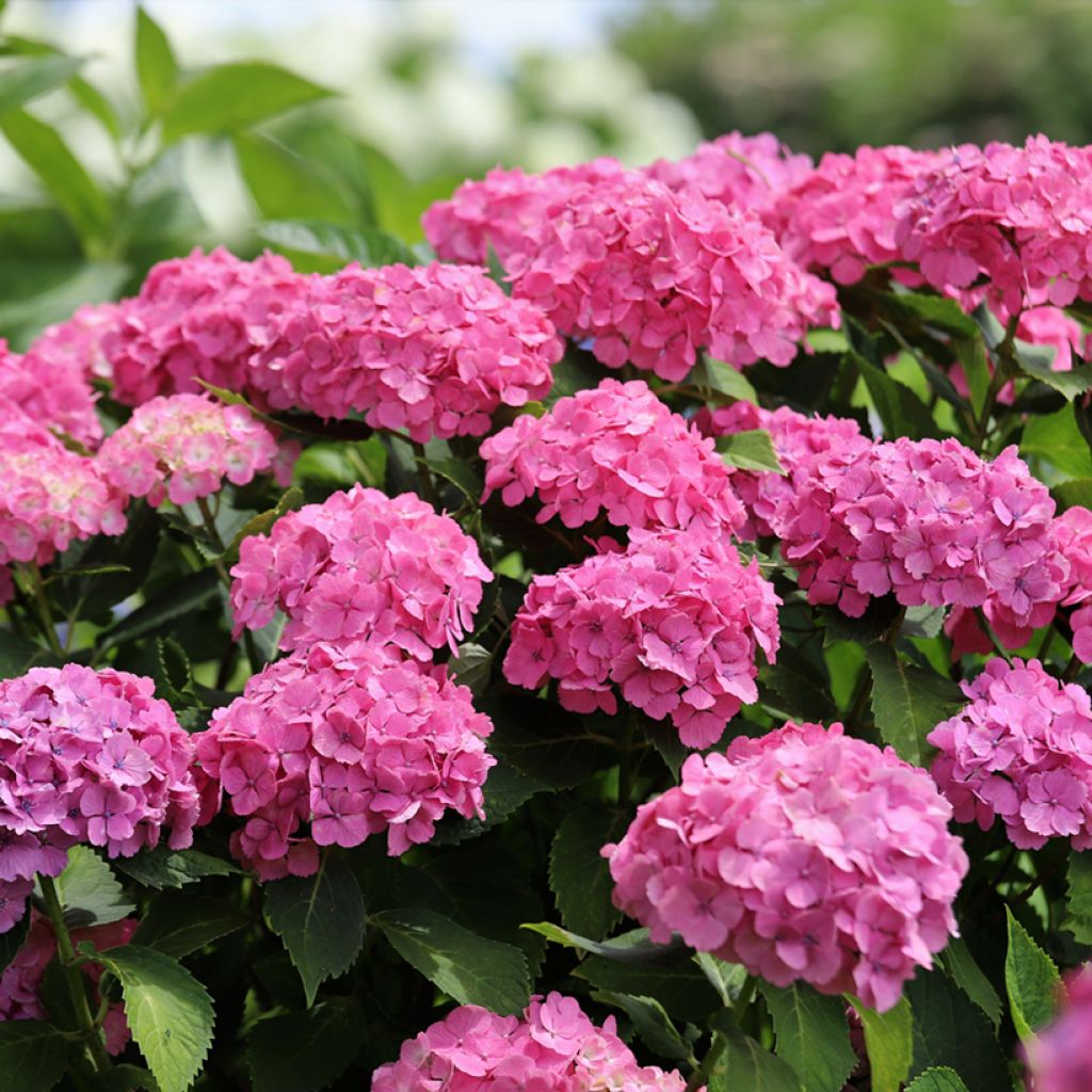Hydrangea macrophylla Dutch Ladies Selma - Bauernhortensie