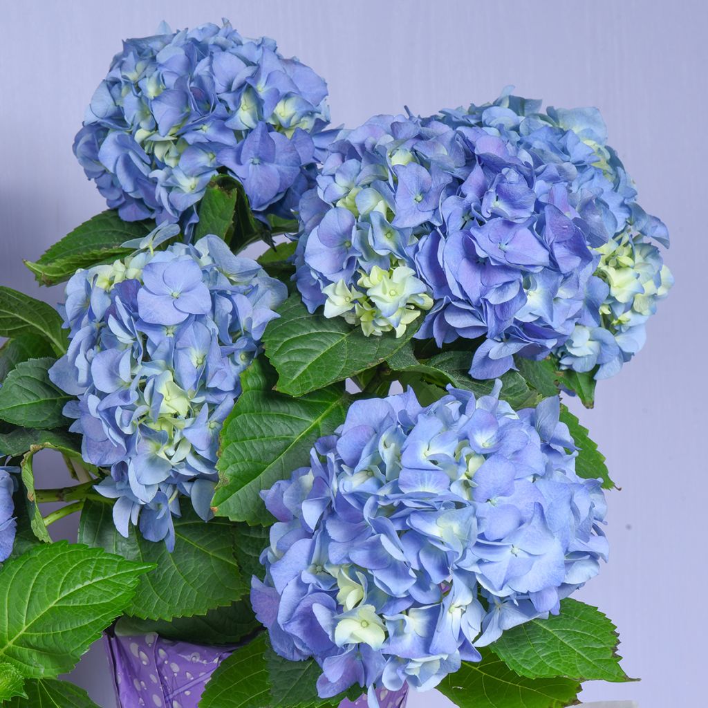 Hydrangea macrophylla Early Blue - Bauernhortensie