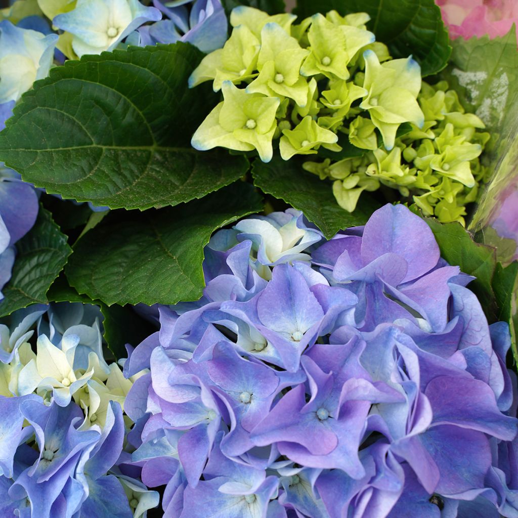 Hydrangea macrophylla Early Blue - Bauernhortensie