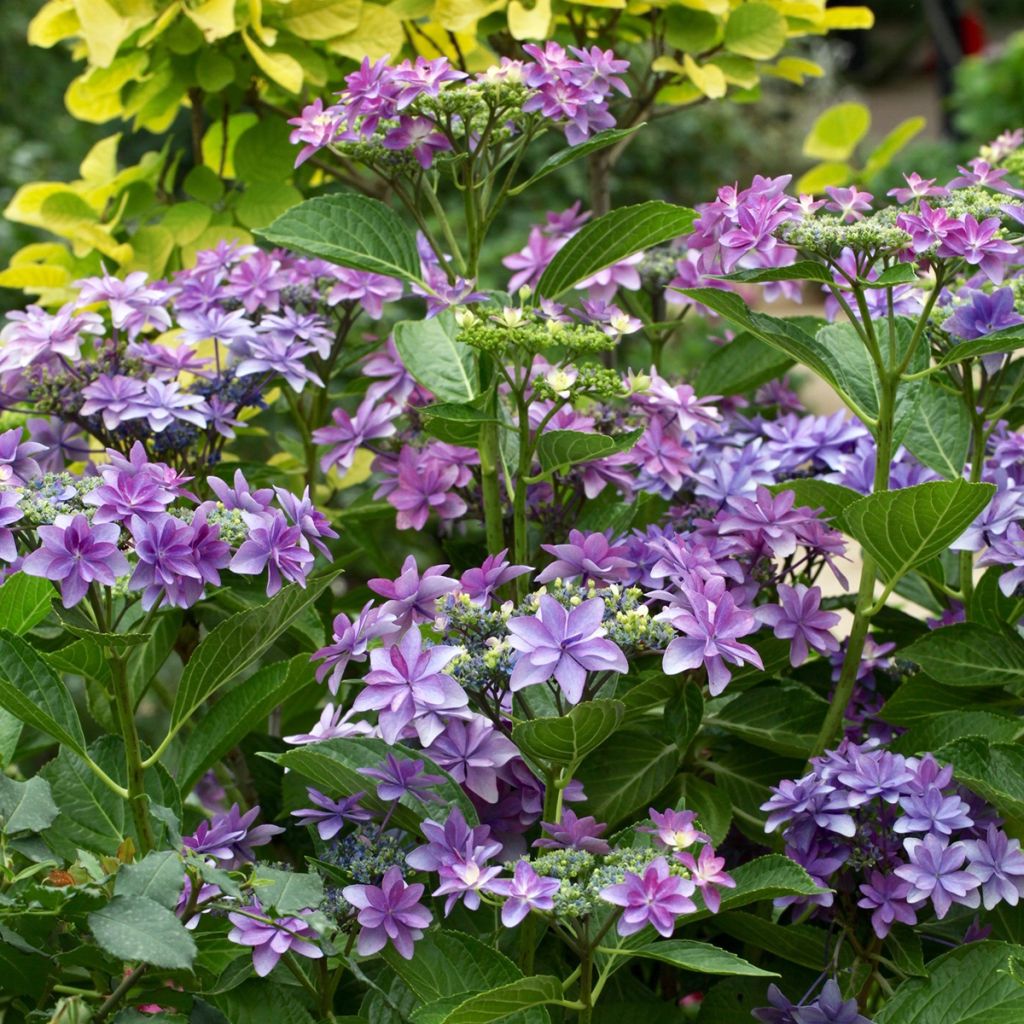 Hydrangea macrophylla Tinkerbell - Bauernhortensie
