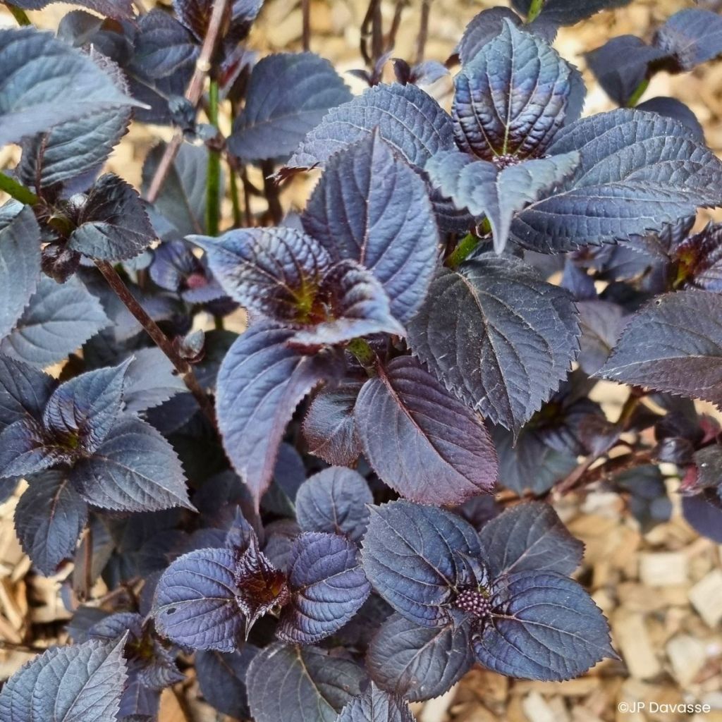 Hydrangea macrophylla x serrata Black Velvet Darbi - Bauernhortensie
