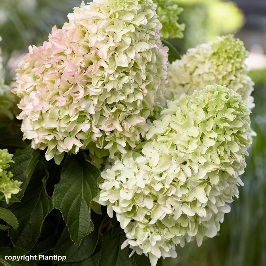 Hortensia paniculé nain - Hydrangea paniculata Little Fresco