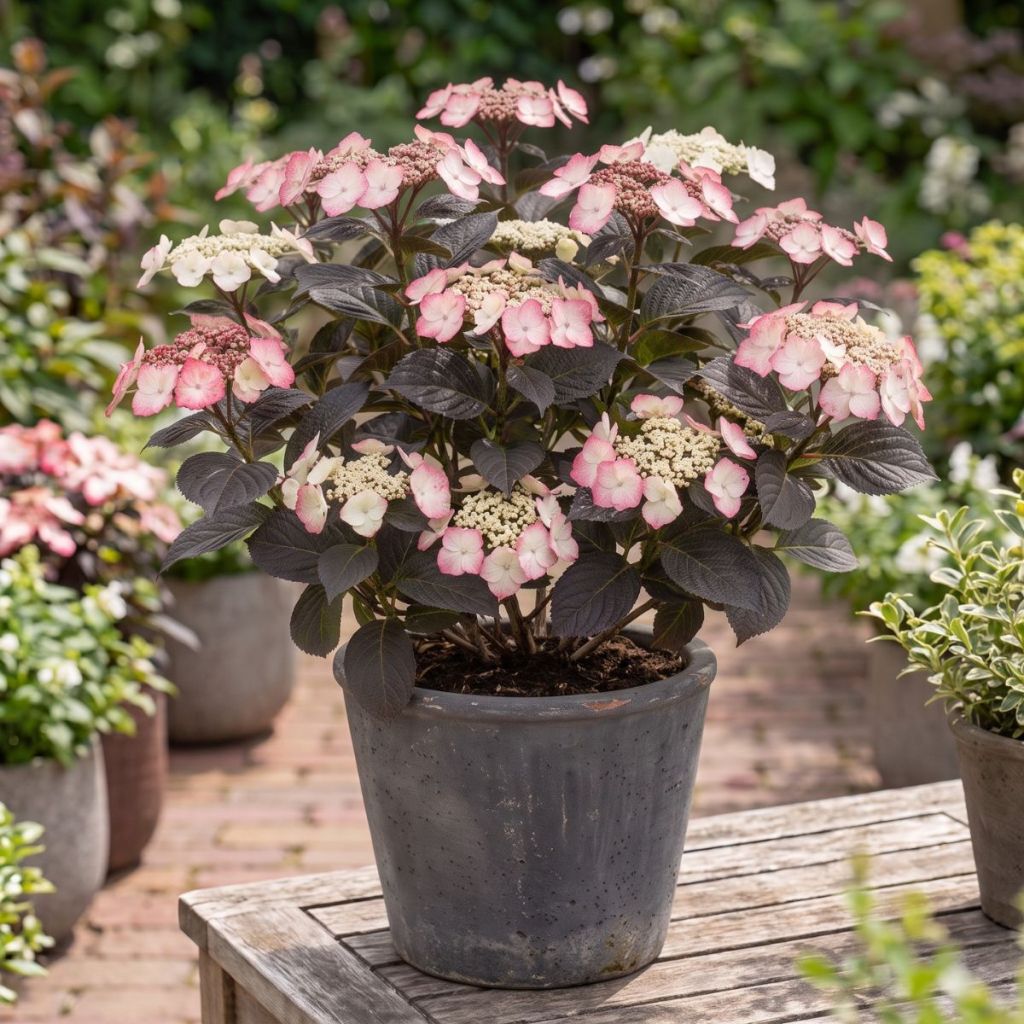 Hydrangea serrata Choco White - Tellerhortensie