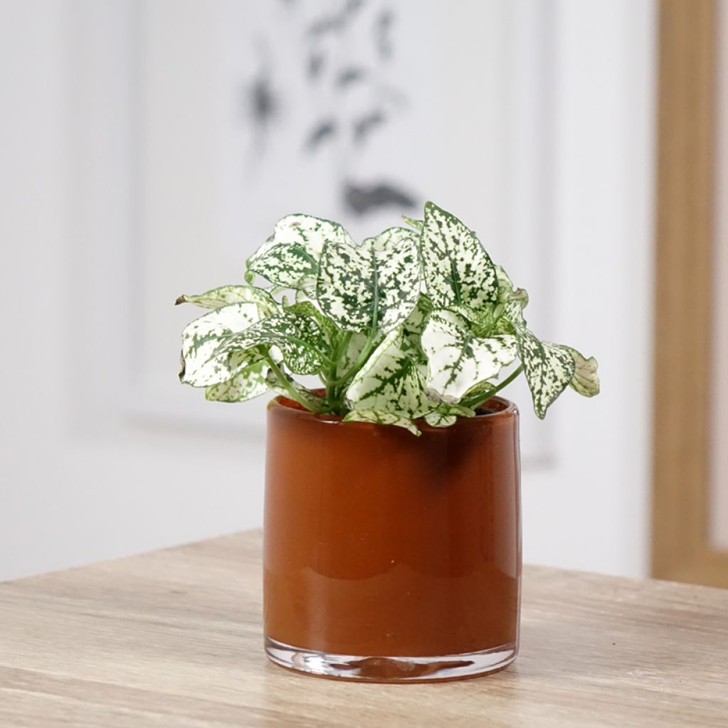 Hypoestes phyllostachya White - Hüllenklaue