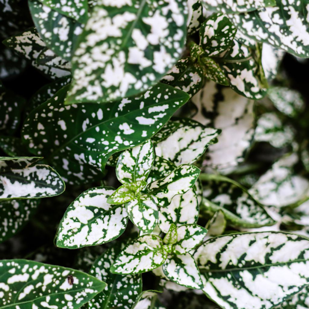 Hypoestes phyllostachya White - Hüllenklaue