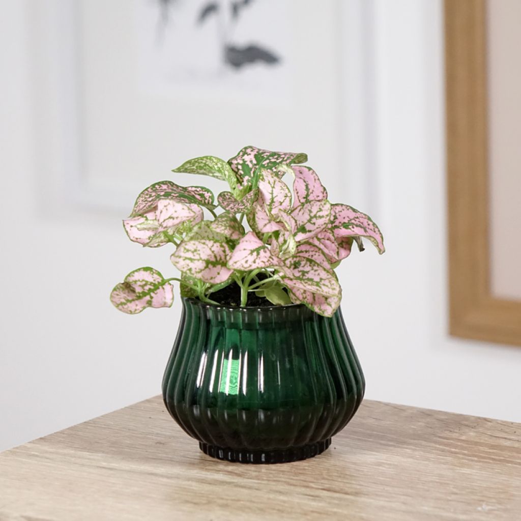 Hypoestes phyllostachya Pink - Hüllenklaue