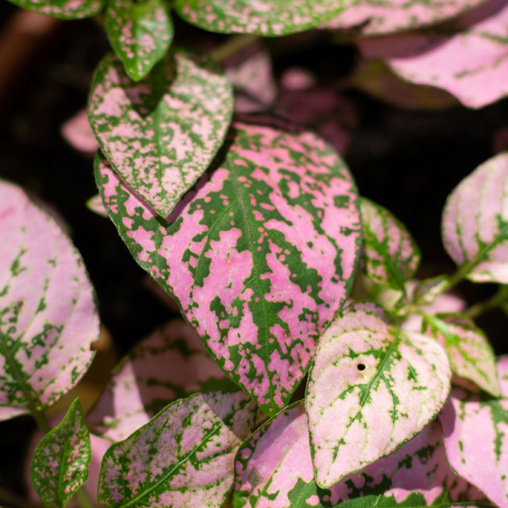 Hypoestes phyllostachya Pink - Hüllenklaue
