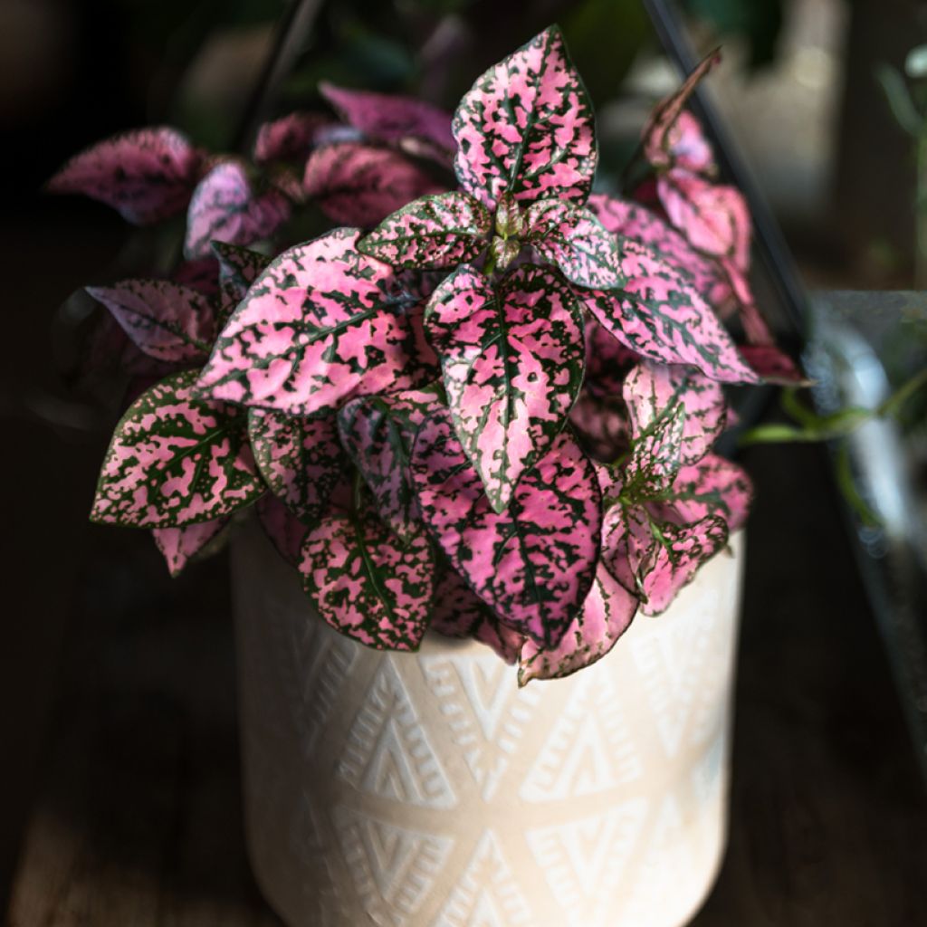 Hypoestes phyllostachya Pink - Hüllenklaue