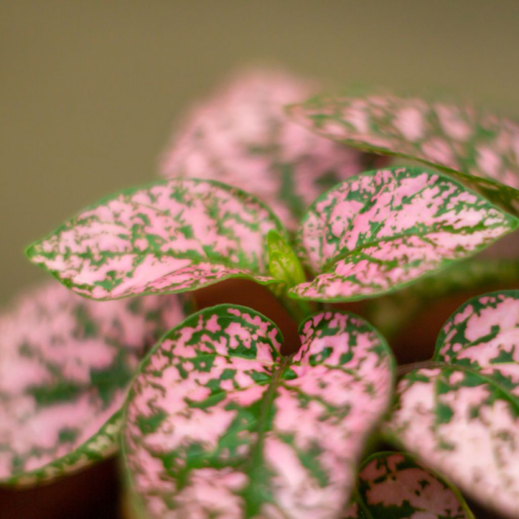 Hypoestes phyllostachya Pink - Hüllenklaue