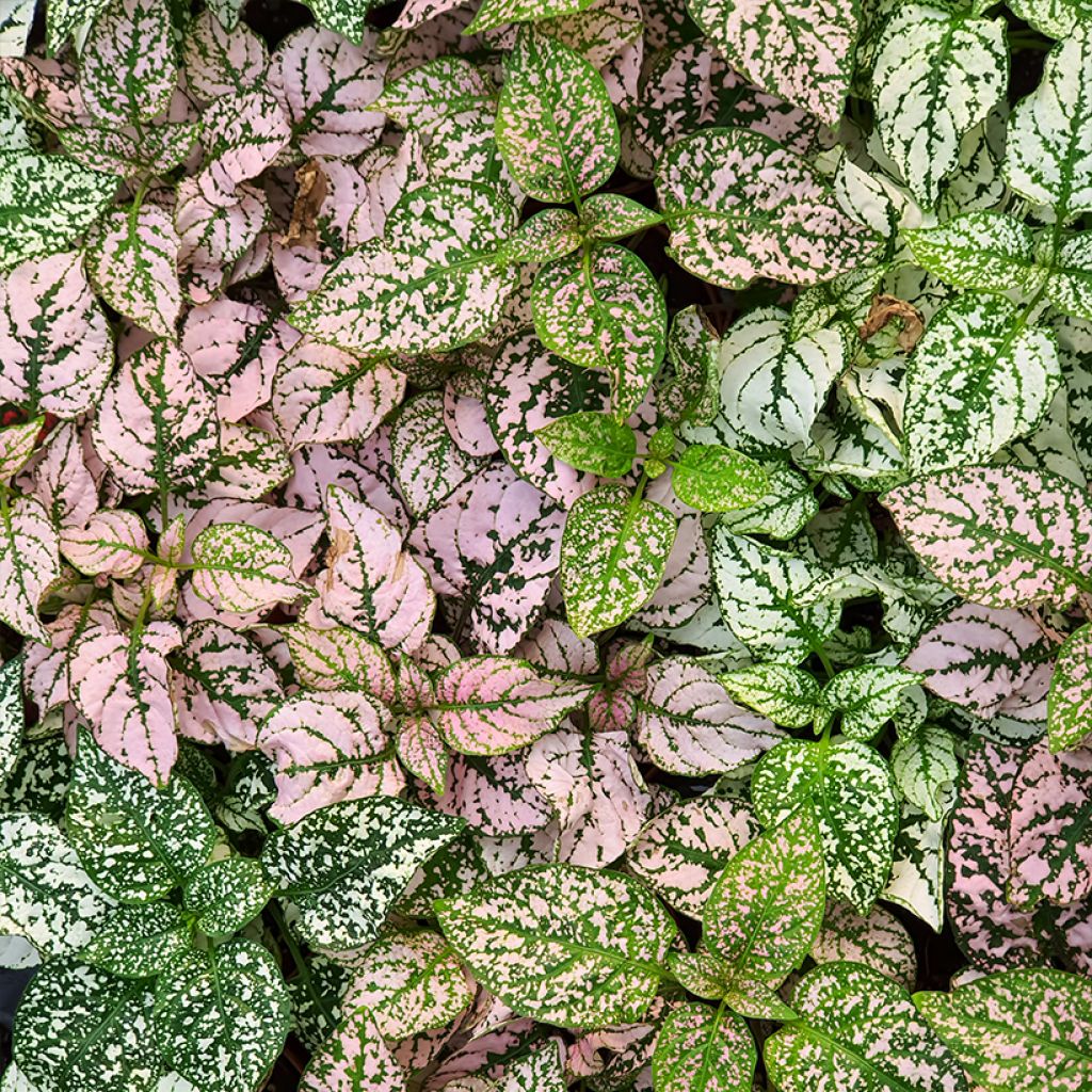 Hypoestes phyllostachya Pink - Hüllenklaue