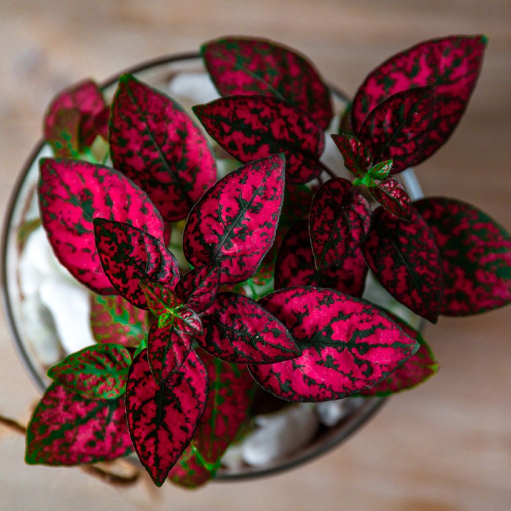 Hypoestes phyllostachya Red - Hüllenklaue