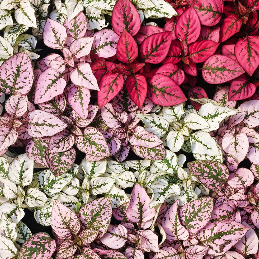 Hypoestes phyllostachya Red - Hüllenklaue