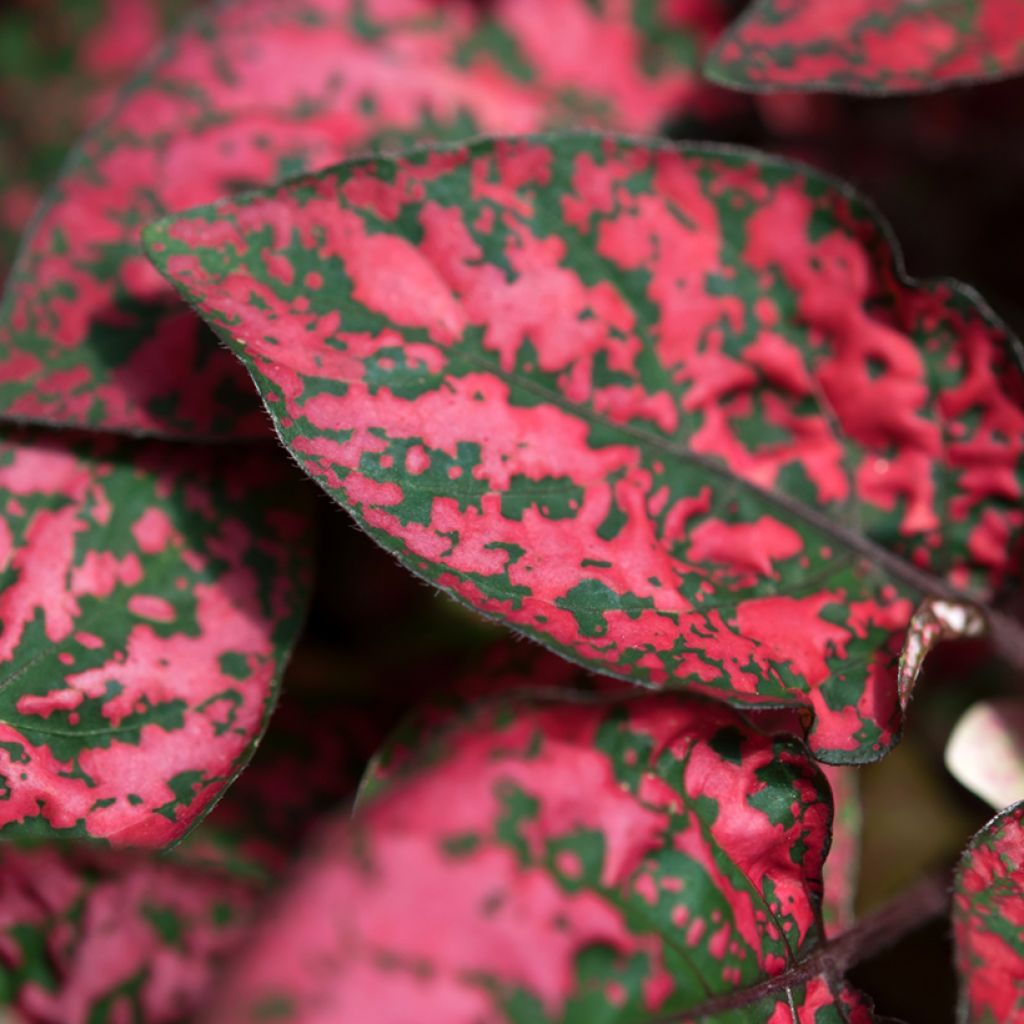 Hypoestes phyllostachya Red - Hüllenklaue