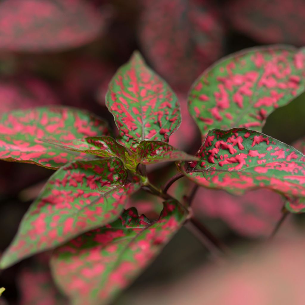 Hypoestes phyllostachya Red - Hüllenklaue