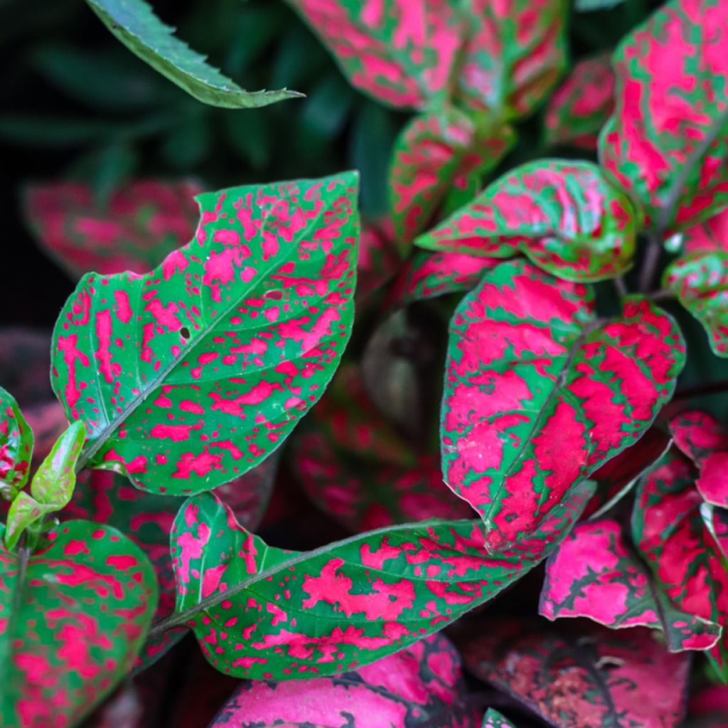 Hypoestes phyllostachya Red - Hüllenklaue